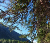 земля 200 сот Чемальский район, село Куюс