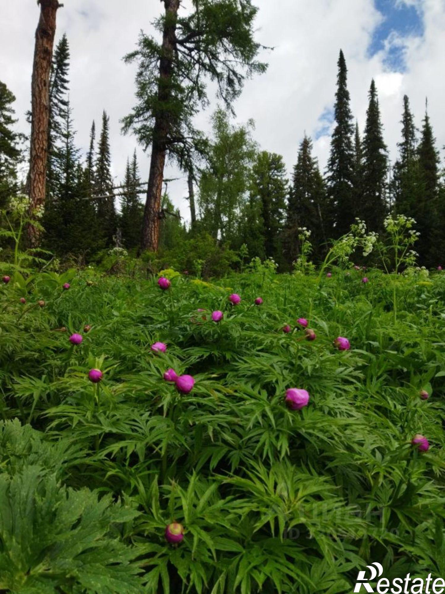 Купить землю, земельный участок за 9 500 000 рублей на Чемальский район