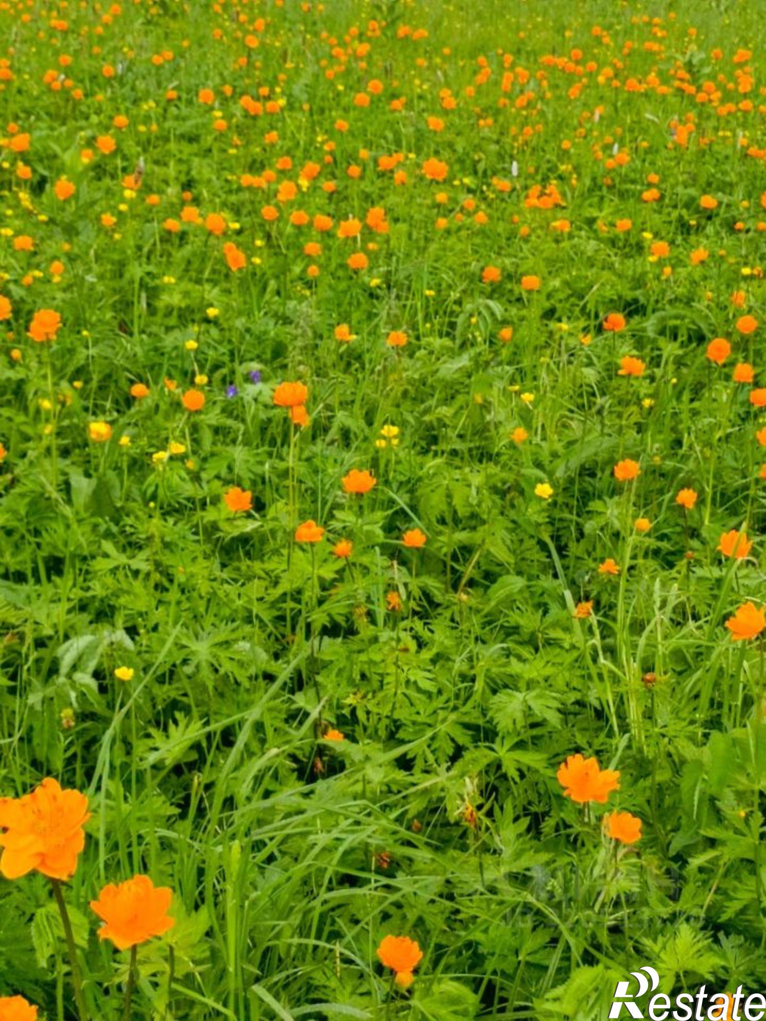 Купить землю, земельный участок за 9 500 000 рублей на Чемальский район