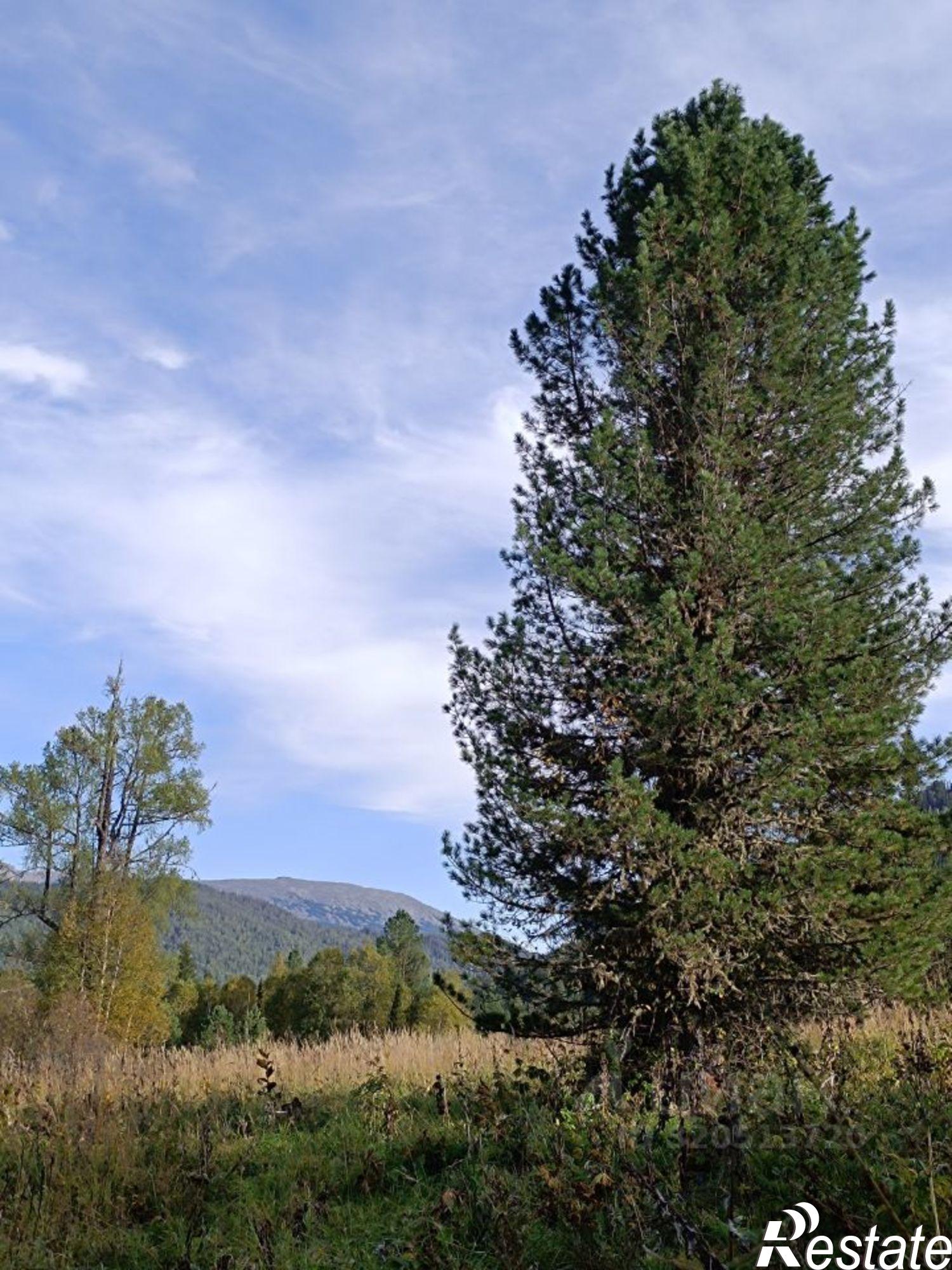 Купить землю, земельный участок за 9 500 000 рублей на Чемальский район