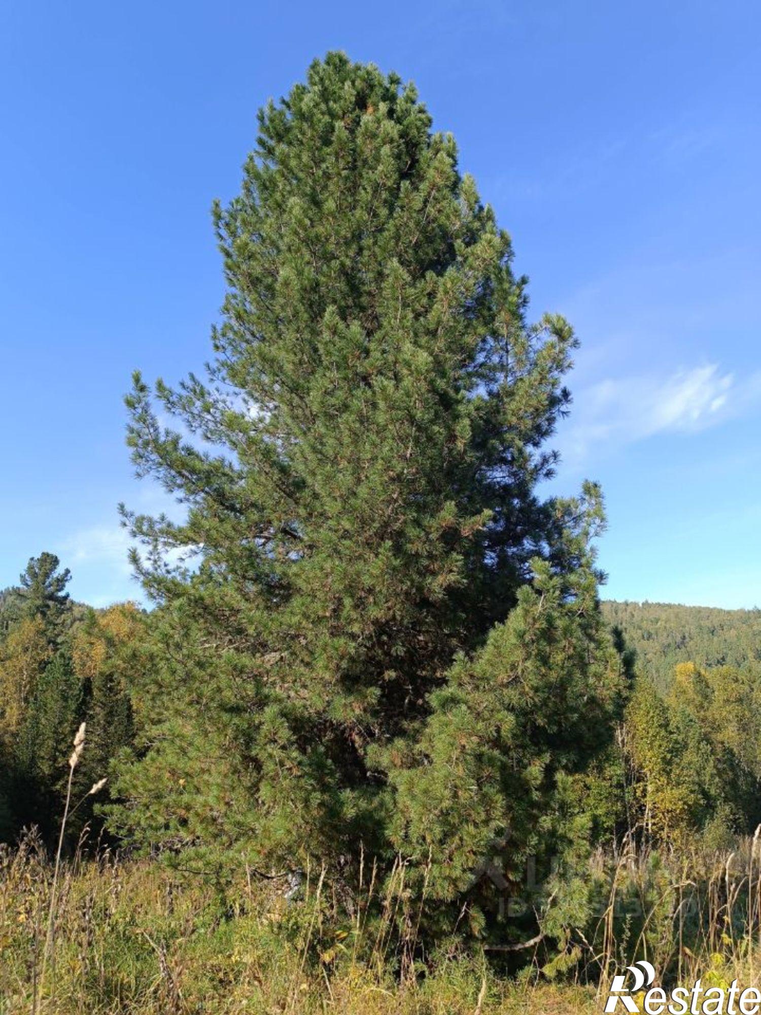 Купить землю, земельный участок за 9 500 000 рублей на Чемальский район