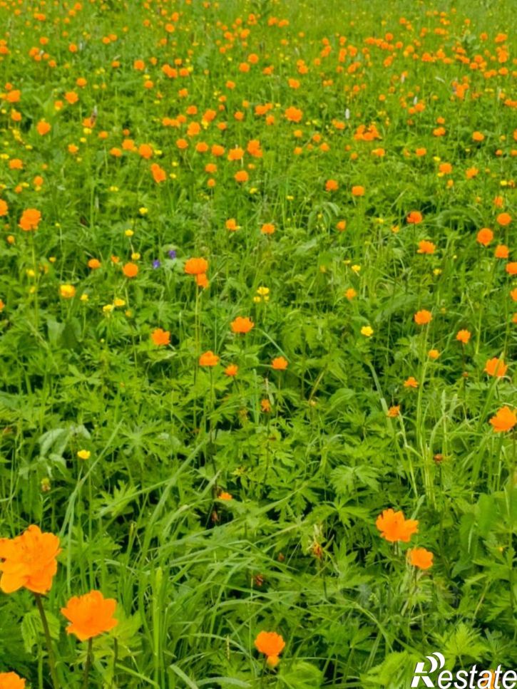 Земельный участок Чемальский район