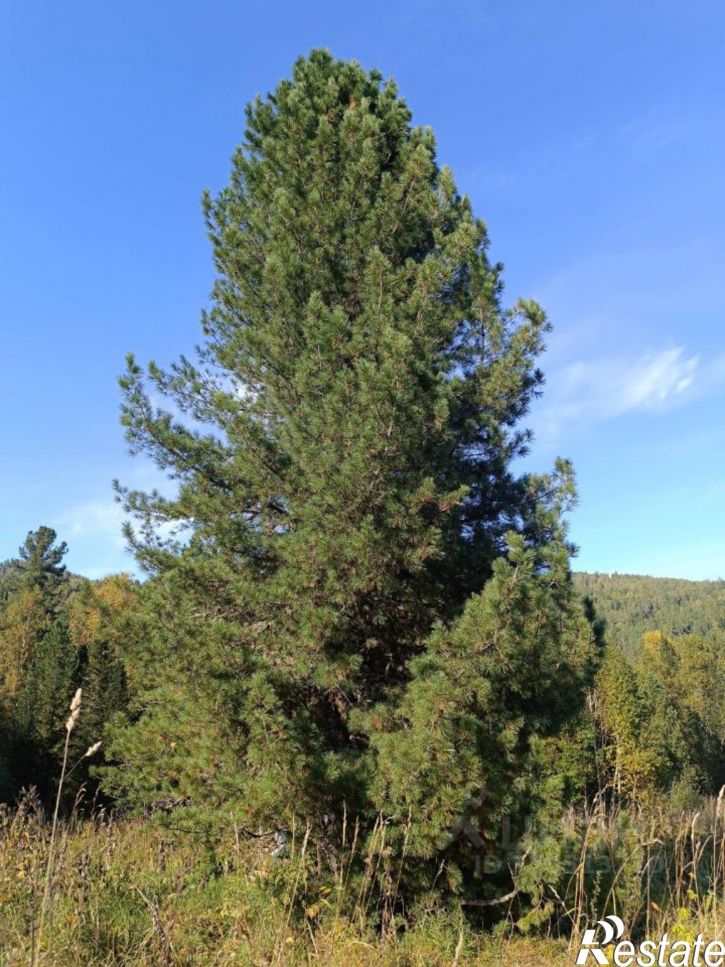 Земельный участок Чемальский район